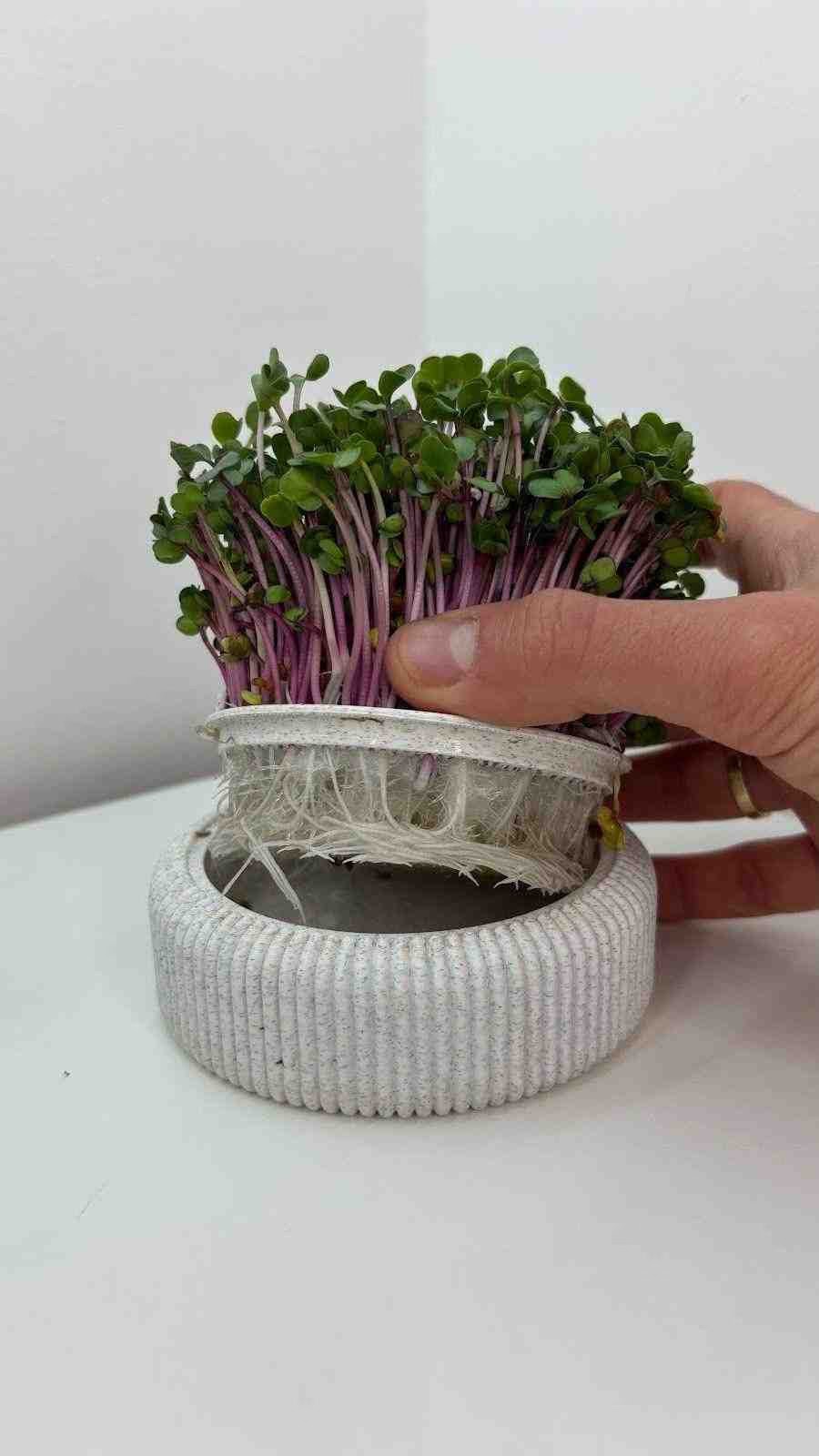 Microgreens Growing Kit
