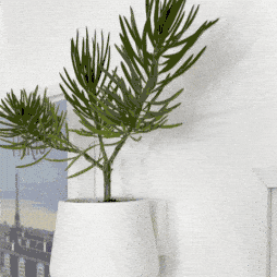 Vertical Planter Dripping Self Watering System